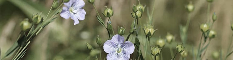 Linum Ussitanus